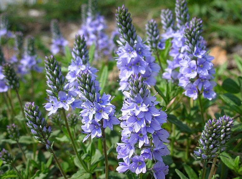 Veronica prostrata / Veronica sdraiata